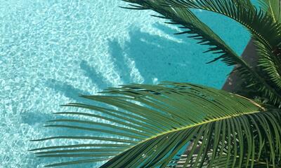Palmboom